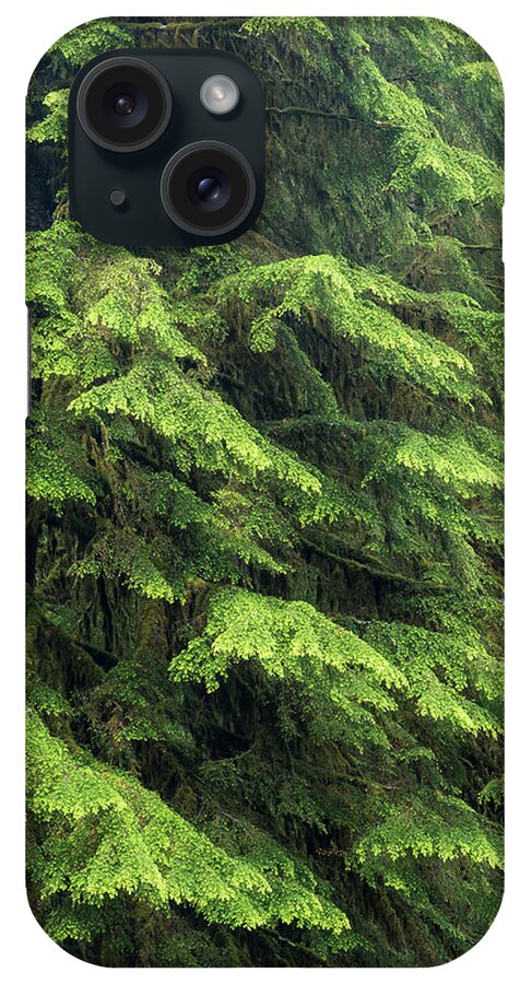 Branch iPhone Case featuring the photograph USA, Washington, Olympic National Park #4 by Jaynes Gallery