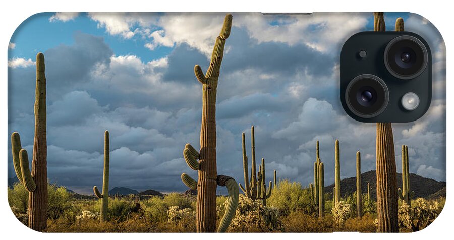 Photography iPhone Case featuring the photograph Various Cactus Plants In A Desert #4 by Panoramic Images