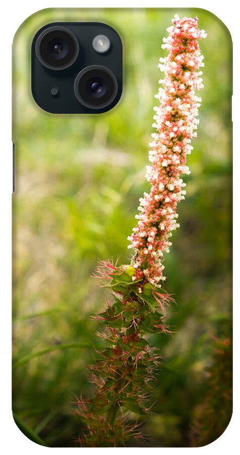 Stem iPhone Case featuring the photograph Wildflowers by Melinda Ledsome
