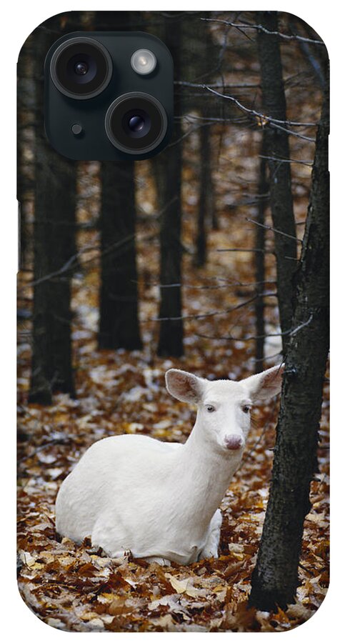 Albinic iPhone Case featuring the photograph Albino White-tailed Deer #5 by Thomas And Pat Leeson