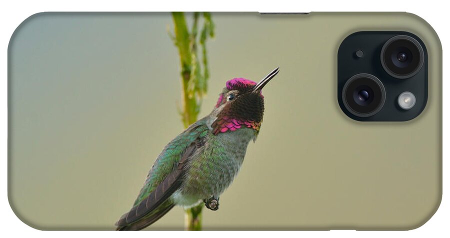 Anna's Hummingbird iPhone Case featuring the photograph Anna's Hummingbird #5 by Kathy King
