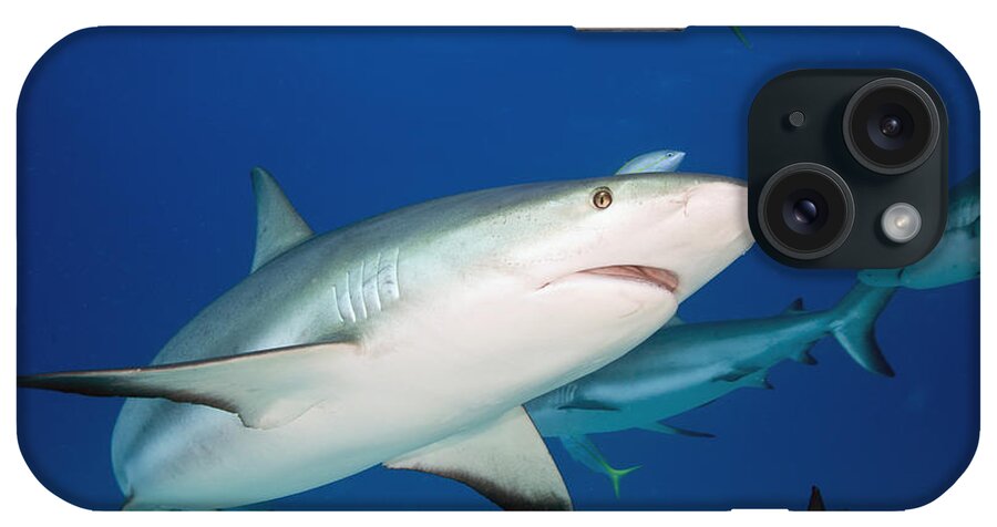 Atlantic iPhone Case featuring the photograph Caribbean Reef Shark #5 by Andrew J. Martinez