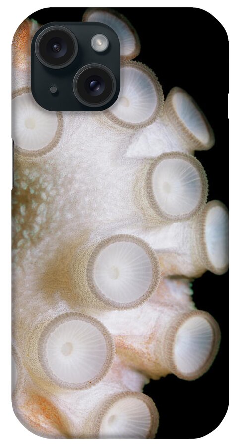 Copenhagen iPhone Case featuring the photograph Common Octopus, Octopus Vulgaris #5 by Henrik Sorensen