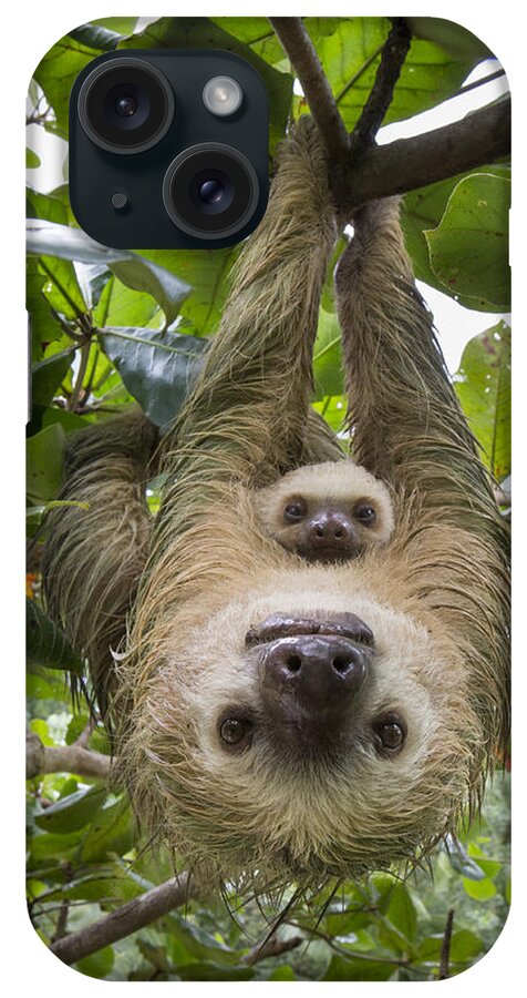 Mp iPhone Case featuring the photograph Hoffmanns Two-toed Sloth And Old Baby #8 by Suzi Eszterhas