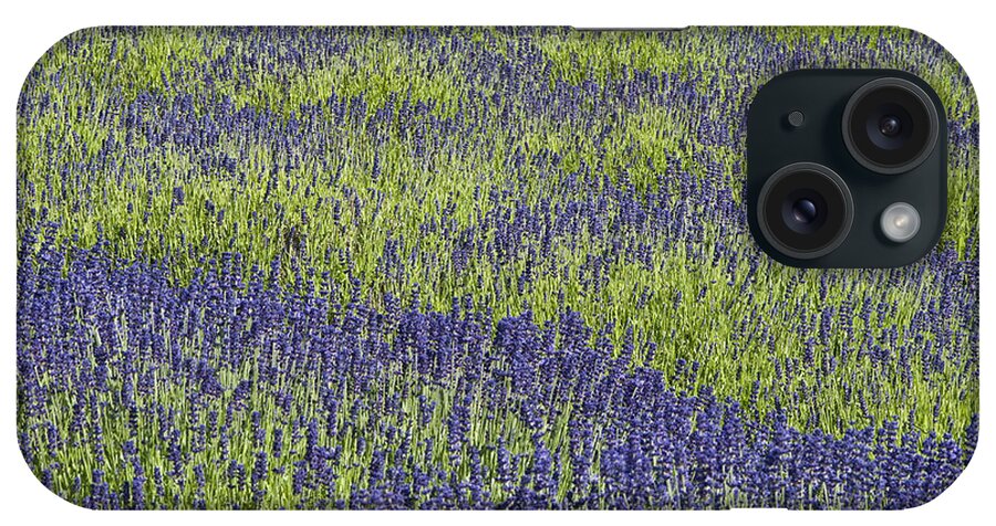 Agriculture iPhone Case featuring the photograph Lavendar field rows of white and purple flowers #5 by Jim Corwin