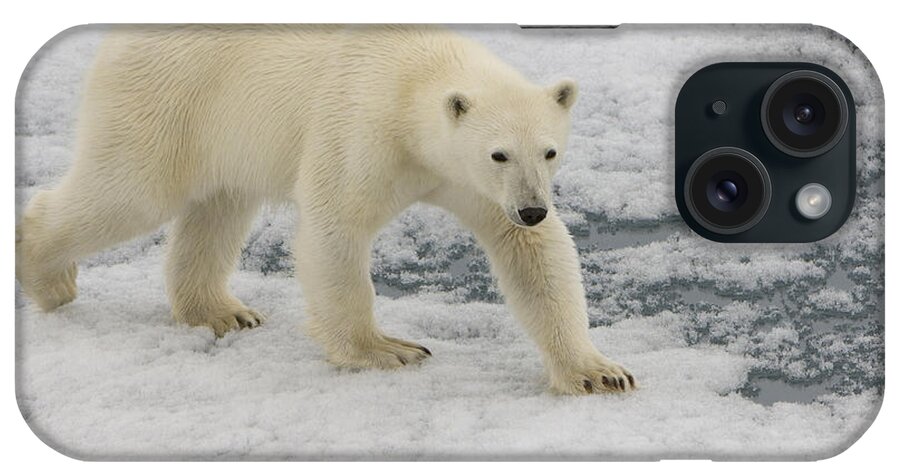 Polar Bear iPhone Case featuring the photograph Polar Bear Walking On Ice #5 by John Shaw