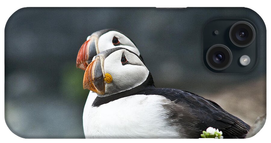 Puffin iPhone Case featuring the photograph Two Puffins on a Rock with Flowers by Heiko Koehrer-Wagner
