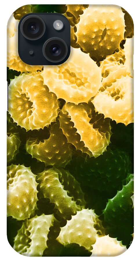 Allergen iPhone Case featuring the photograph Ragweed Pollen Sem #5 by David M. Phillips / The Population Council