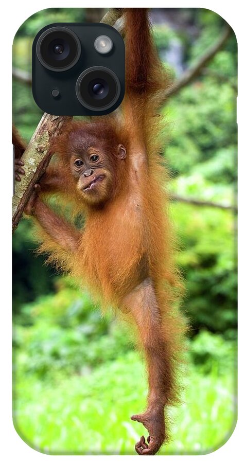 Pongo Abelii iPhone Case featuring the photograph Sumatran Orangutan #5 by Tony Camacho/science Photo Library
