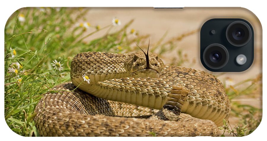 Animals In The Wild iPhone Case featuring the photograph USA, Texas, Hidalgo County #5 by Jaynes Gallery