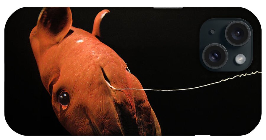 Vampire Squid iPhone Case featuring the photograph Vampire Squid #5 by Steve Downer