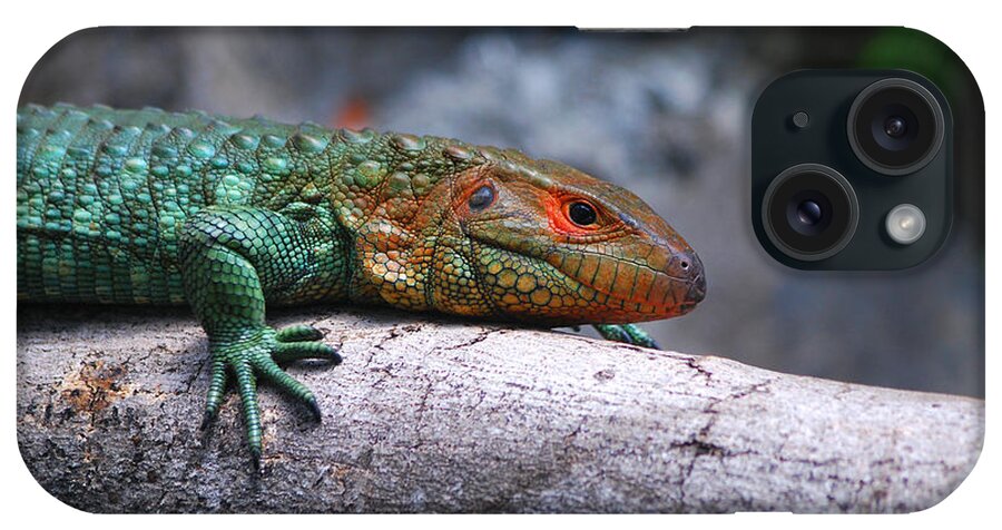 Caiman Lizard iPhone Case featuring the photograph 53- Caiman Lizard by Joseph Keane