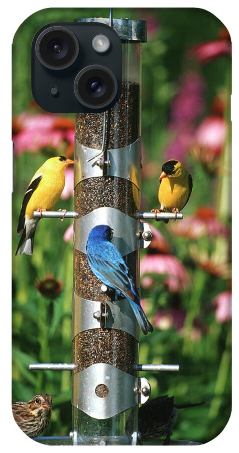 American Goldfinch iPhone Case featuring the photograph American Goldfinches (carduelis Tristis #6 by Richard and Susan Day