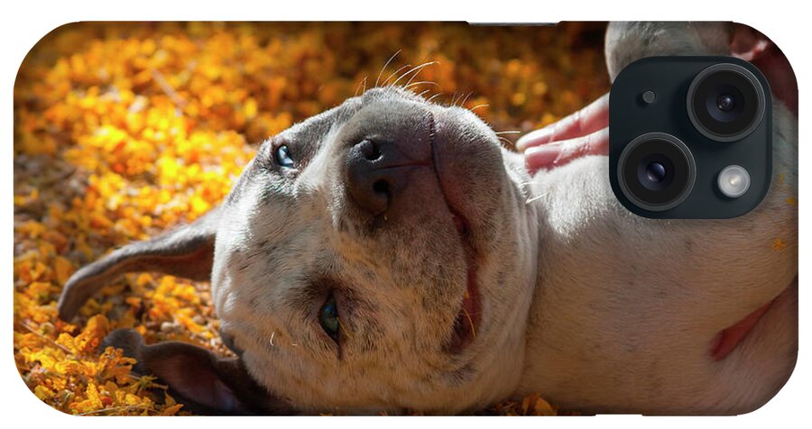 American Staffordshire Terrier iPhone Case featuring the photograph American Staffordshire Terrier Puppy #6 by Zandria Muench Beraldo