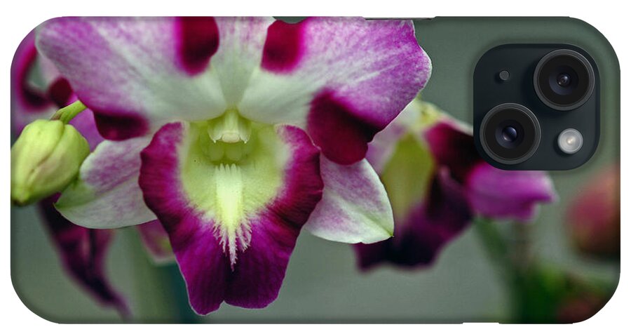 Cattleya Orchid iPhone Case featuring the photograph Cattleya Orchid #6 by Winston D Munnings