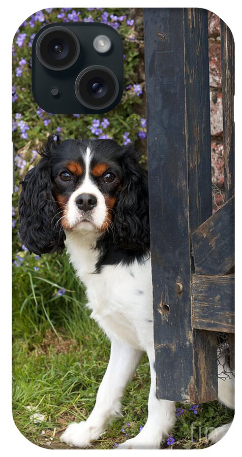 Dog iPhone Case featuring the photograph Cavalier King Charles Spaniel #6 by John Daniels