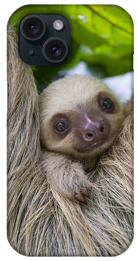 Suzi Eszterhas iPhone Case featuring the photograph Hoffmanns Two-toed Sloth And Old Baby #6 by Suzi Eszterhas