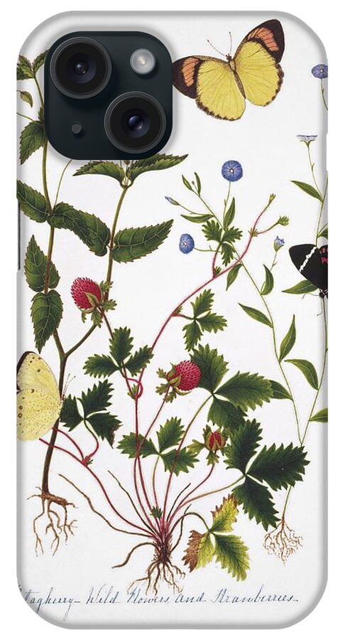 Strawberry iPhone Case featuring the photograph Indian Butterflies And Flowers by Natural History Museum, London/science Photo Library