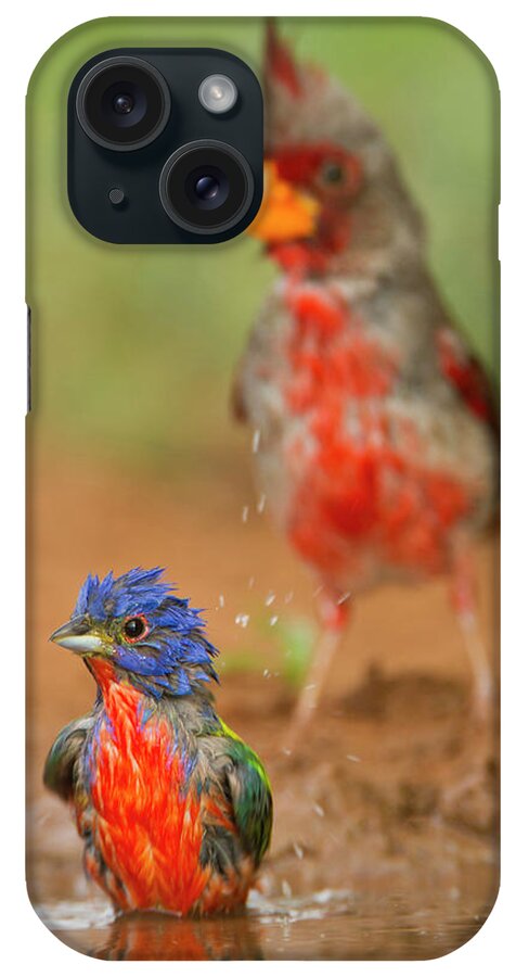 Alert iPhone Case featuring the photograph Painted Bunting (passerina Ciris #6 by Larry Ditto