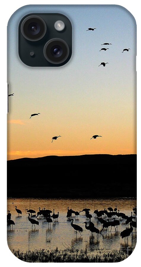 Birds iPhone Case featuring the photograph Sandhill Cranes #3 by Steven Ralser