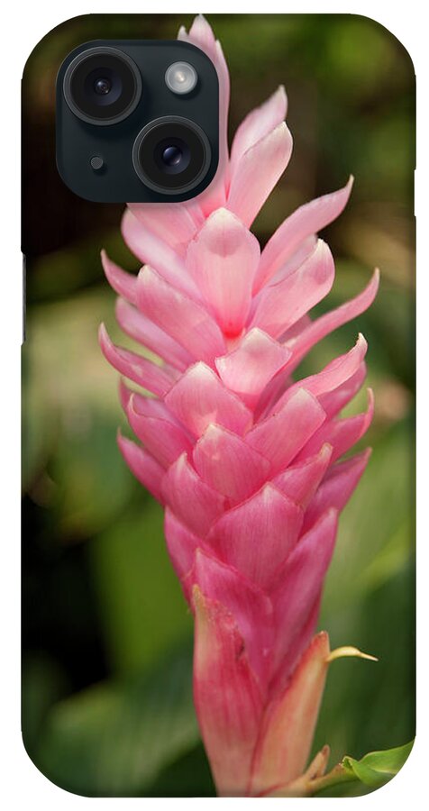 Alpinia Purpurata iPhone Case featuring the photograph Central America, Honduras, Roatan #7 by Jim Engelbrecht