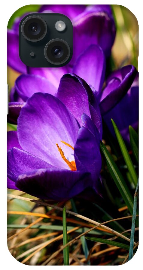 Crocus iPhone Case featuring the photograph Crocus #7 by Heike Hultsch