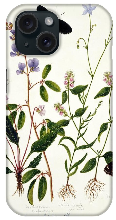Viola Patrinii iPhone Case featuring the photograph Indian Butterflies And Flowers #7 by Natural History Museum, London/science Photo Library