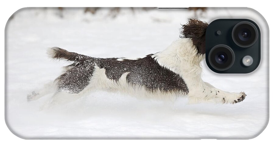 Dog iPhone Case featuring the photograph English Springer Spaniel #8 by John Daniels