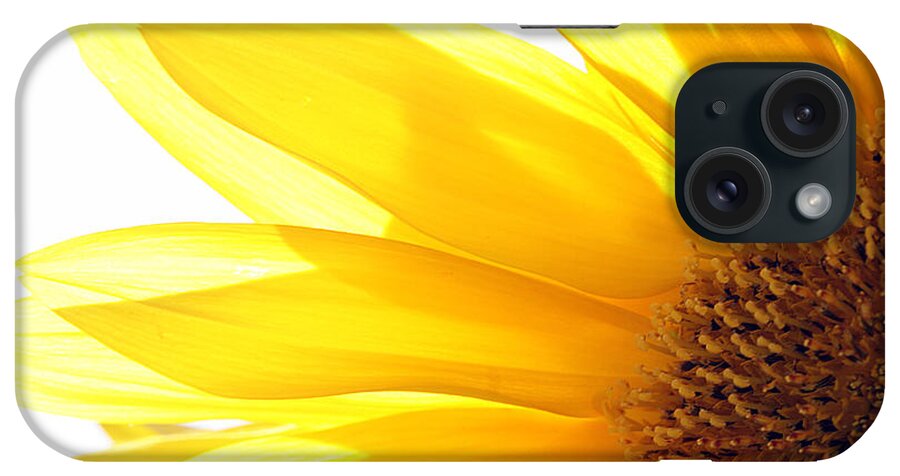 Sunflower iPhone Case featuring the photograph Sunflower by Cindi Ressler