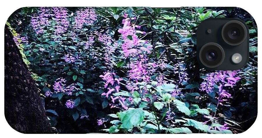 #purple #flowers #mountains #nature #beautiful #nsw #sydney iPhone Case featuring the photograph Mountain Plants by Jacqui Mccarron