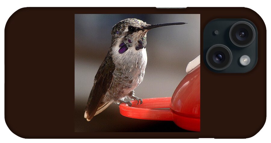 Juvenile iPhone Case featuring the photograph Female Anna's Sitting On Perch #1 by Jay Milo