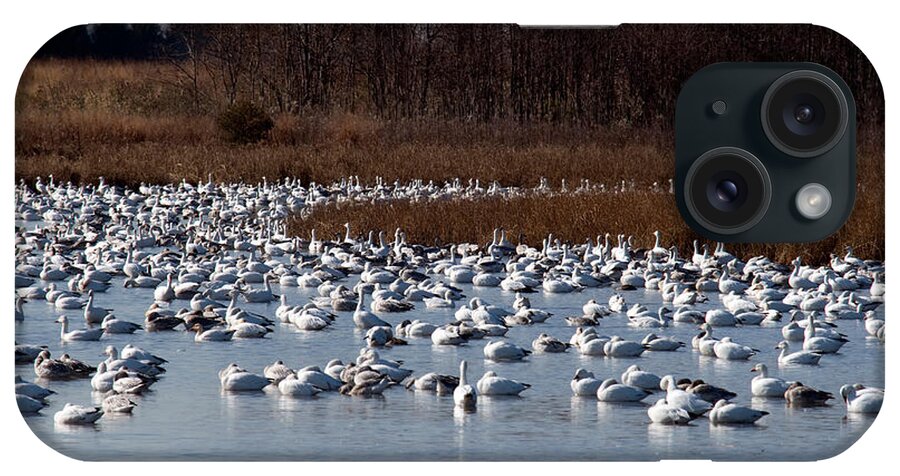 Animal iPhone Case featuring the photograph Snow Geese #9 by Mark Newman