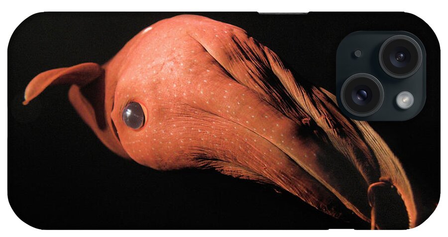 Vampire Squid iPhone Case featuring the photograph Vampire Squid #9 by Steve Downer