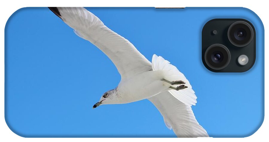 Seagull iPhone Case featuring the photograph A Beautiful Seagull by Cynthia Guinn