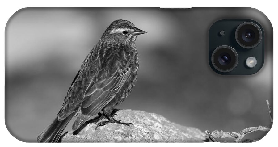 B&w iPhone Case featuring the photograph A Bird by Alexander Fedin