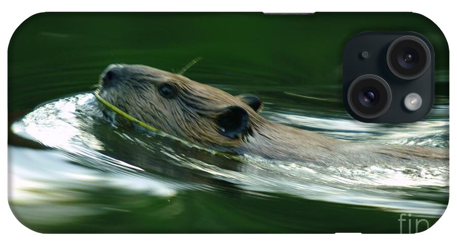 Animals iPhone Case featuring the photograph A Busy Beaver by Jeff Swan