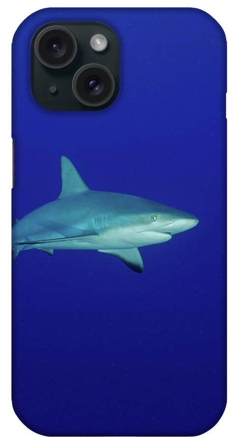Color Image iPhone Case featuring the photograph A Caribbean Reef Shark In The Turks by Brent Barnes