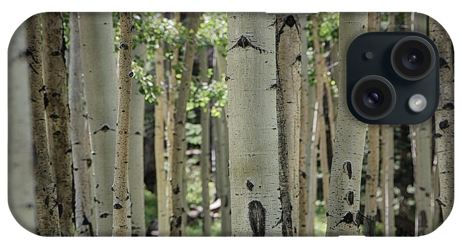 Birch Trees iPhone Case featuring the photograph A Change of Weather by Saija Lehtonen