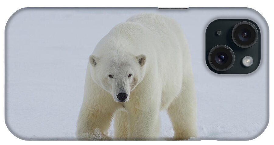 2010 iPhone Case featuring the photograph A Female Polar Bear Walks by Hugh Rose