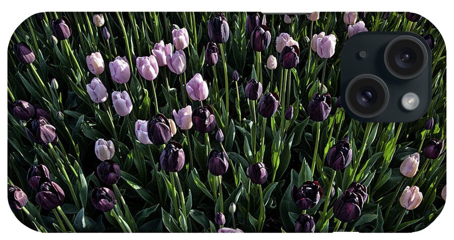 Tulip iPhone Case featuring the photograph A Loverly Bunch by Monte Arnold