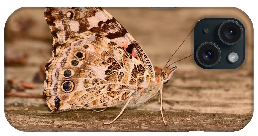 Butterfly iPhone Case featuring the photograph A Neutral Palette by Lori Tambakis