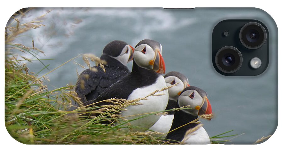 Puffins iPhone Case featuring the photograph A Passel of Puffins by Maxine Kamin