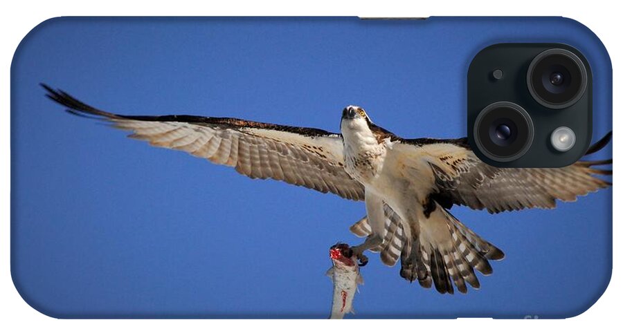 Osprey iPhone Case featuring the photograph A Predator's Catch by Quinn Sedam