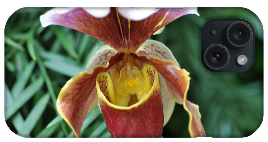 Lady Slipper Orchid iPhone Case featuring the photograph A slipper beauty by Sue Morris
