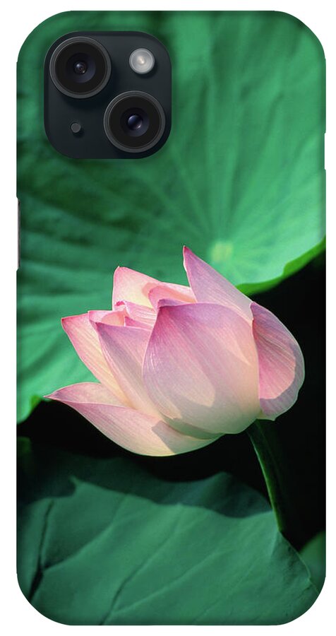 Southeast Asia iPhone Case featuring the photograph A Symbol Of Beauty And Purity, The by Anders Blomqvist