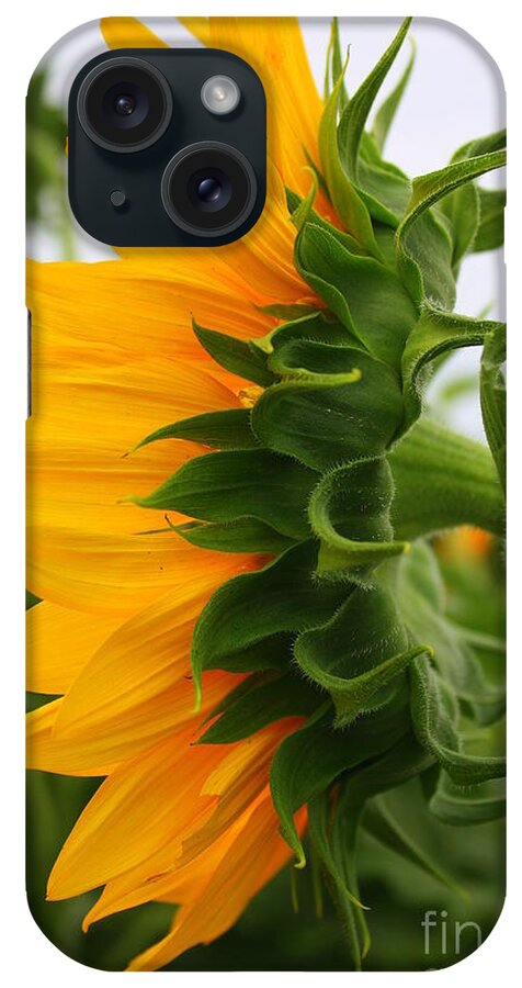 Sunflowerfield iPhone Case featuring the photograph A Touch of Shyness by Dora Sofia Caputo