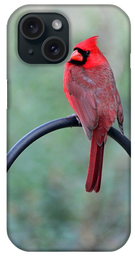 Cardinal iPhone Case featuring the photograph A Very Handsome Feathered Fellow by Suzanne Gaff