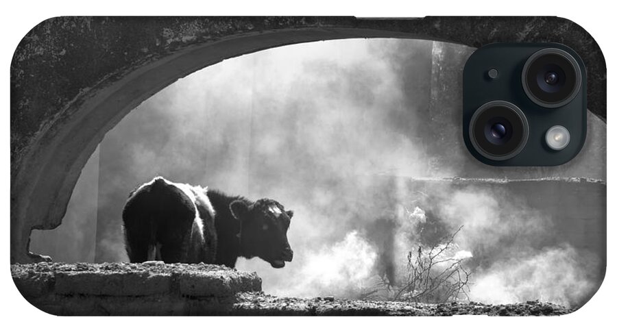 Cow iPhone Case featuring the photograph A Very Mooooody Time by Barry Weiss