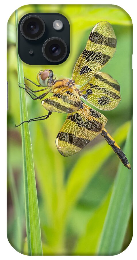 Dragonfly iPhone Case featuring the photograph A View from a Prairie Window by Jim Zablotny