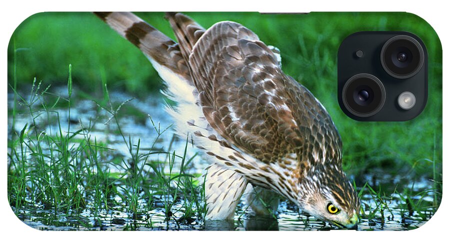 Cooper's Hawk iPhone Case featuring the photograph A Wild Juvenile Cooper's Hawk Drinks from a Pond by Dave Welling